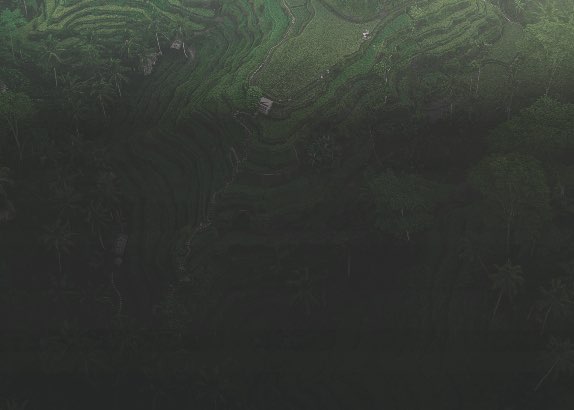 forest background