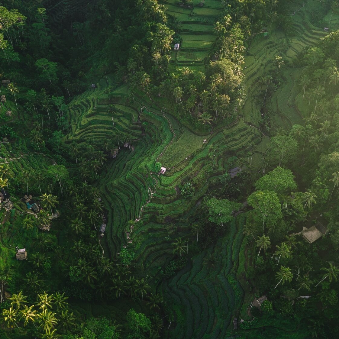 Forest and paddy fields
